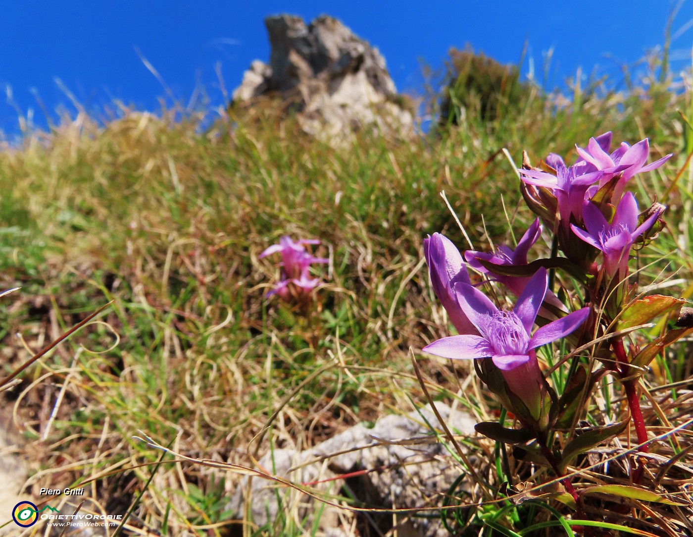 52 Gentianella anisodonta (Genzianella anisodonta).JPG